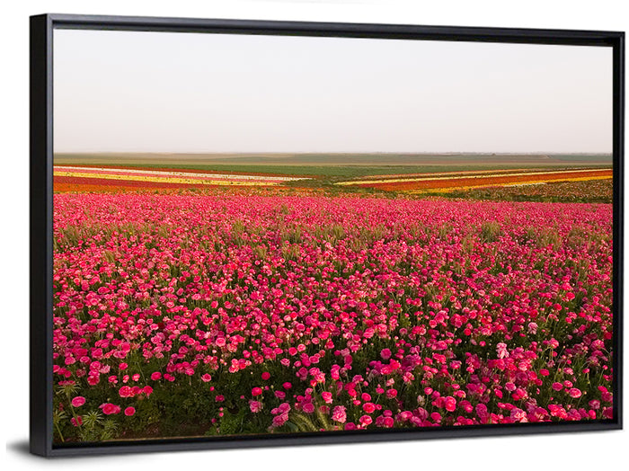 Pink Ranunculus Flower Field Wall Art as a framed canvas