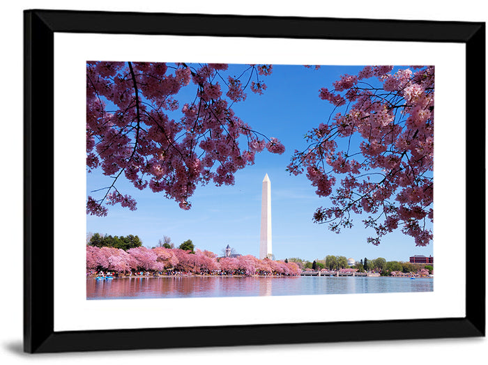Washington Monument with Cherry Blossoms Wall Art as a framed print
