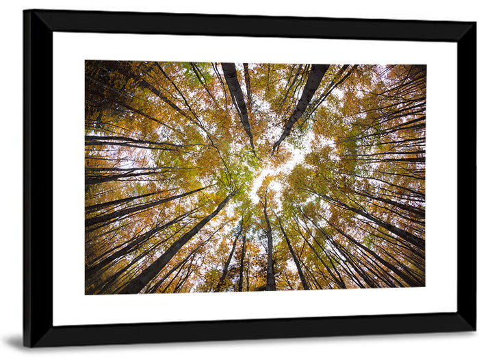 Autumn Forest Canopy Looking Up Wall Art as a framed print