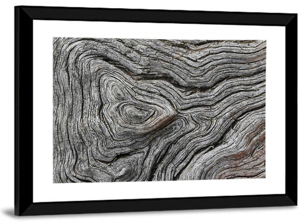 Tree Lifecycles Wall Art