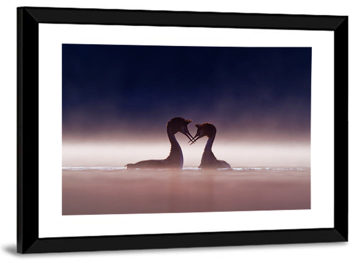 Crested Grebes in Morning Mist Wall Art as a framed print