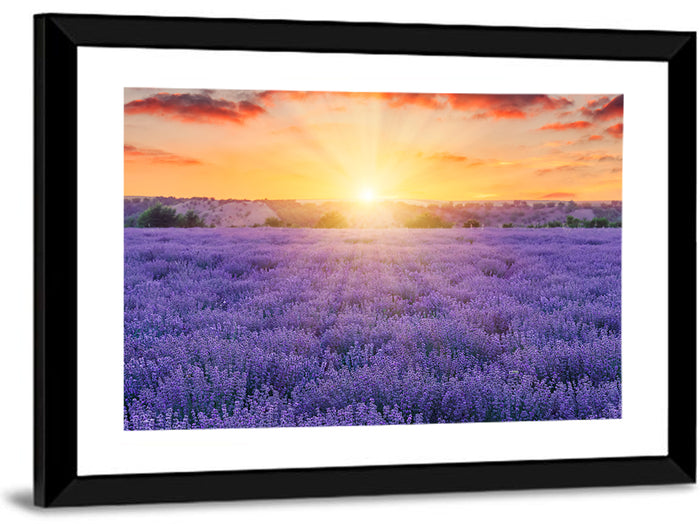 Lavender Field Sunburst Wall Art as a framed print