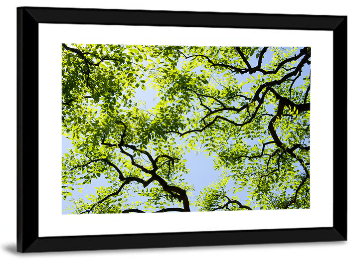 Sunlit Tree Canopy Wall Art as a framed print