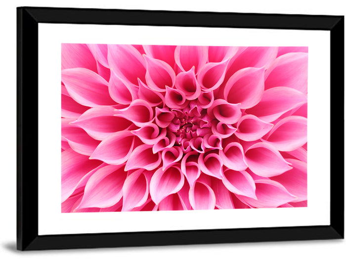 Pink Dahlia Spiral Close-up Wall Art as a framed print