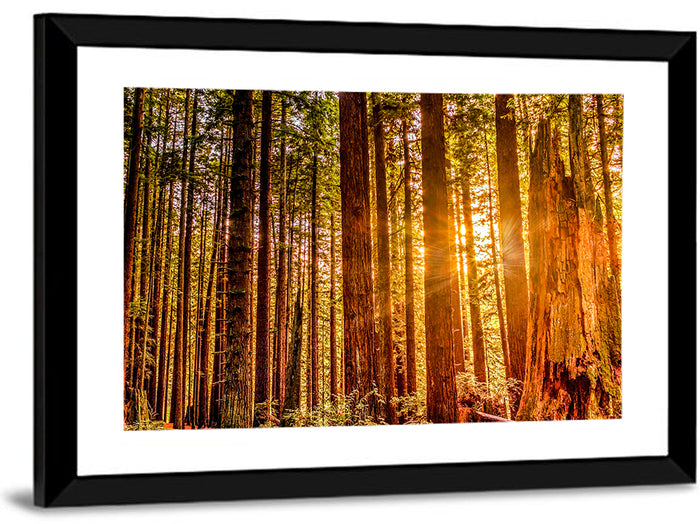 Golden Hour Redwood Sunburst Wall Art as a framed print