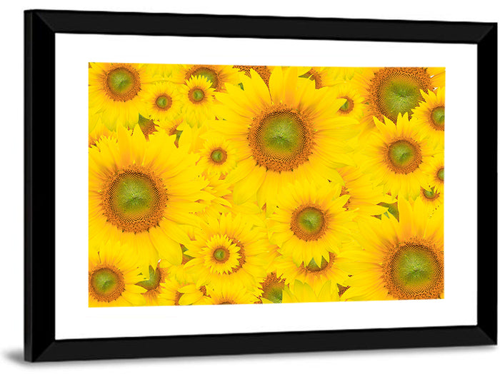 Sunflower Field Close-up in Yellow Wall Art as a framed print