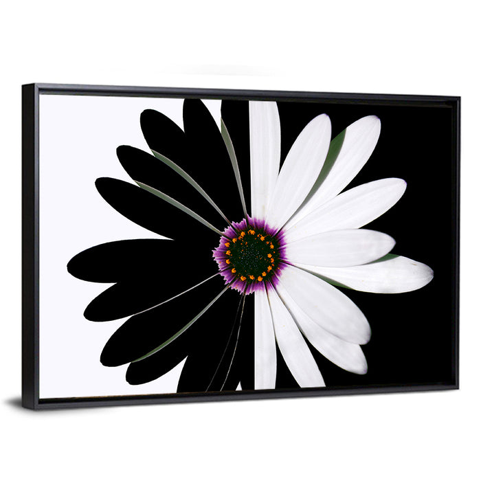 Black and White Daisy with Purple Ring Wall Art as a framed canvas