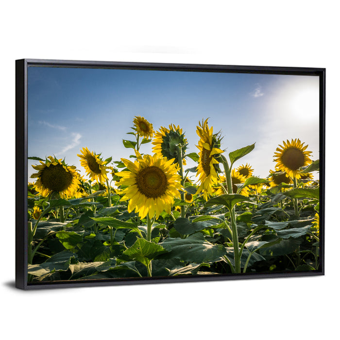 Backlit Sunflower Field Wall Art as a framed canvas