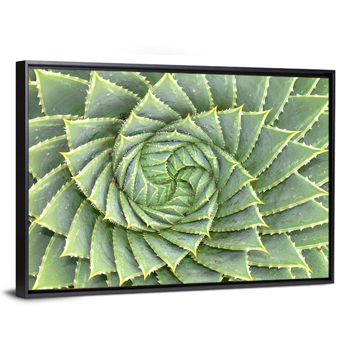 Spiral Aloe Close-up Wall Art as a framed canvas