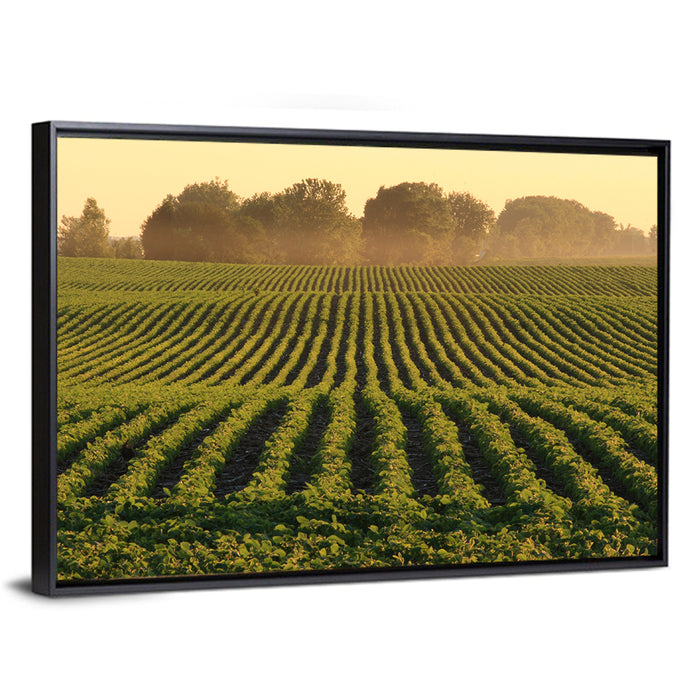 Misty Soybean Field at Dusk Wall Art as a framed canvas