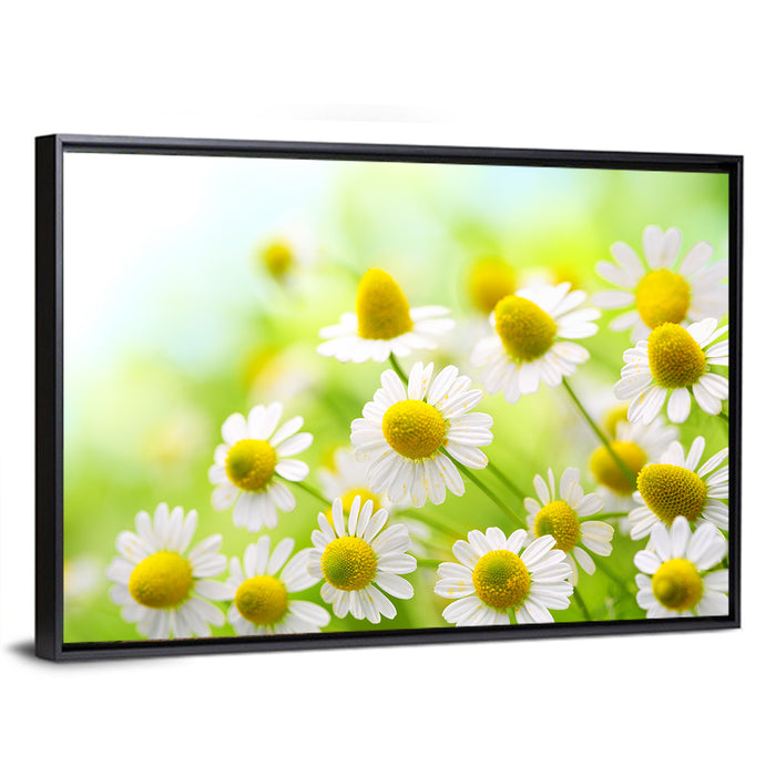 Chamomile Close-up Wall Art as a framed canvas