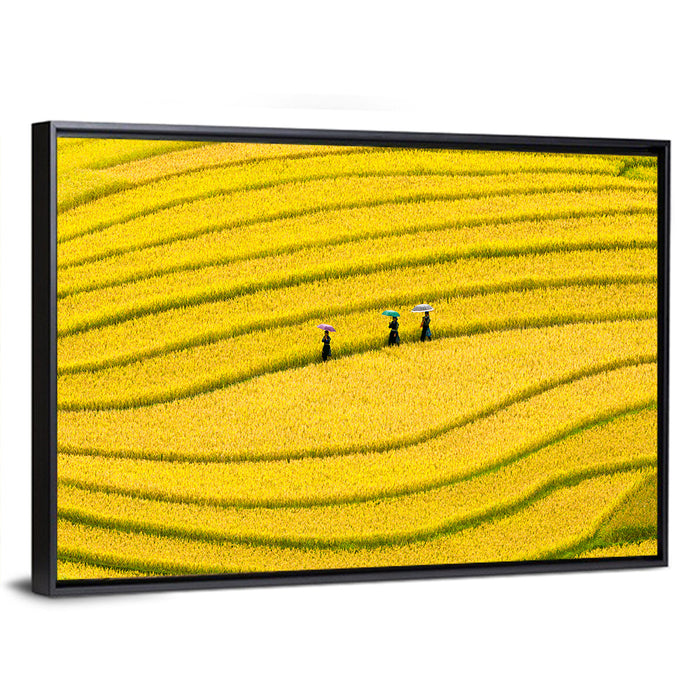 Golden Rice Terraces with Umbrellas Wall Art as a framed canvas