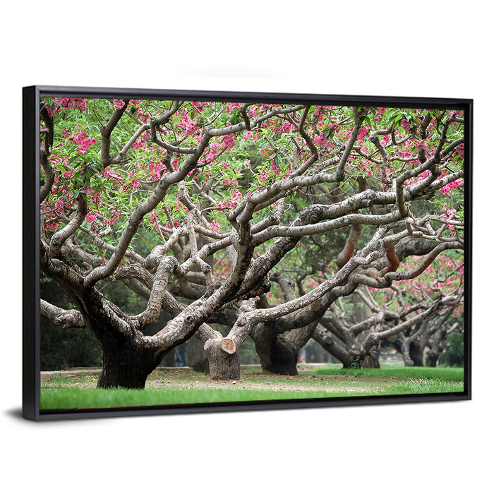 Peach Orchard in Bloom Wall Art as a framed canvas