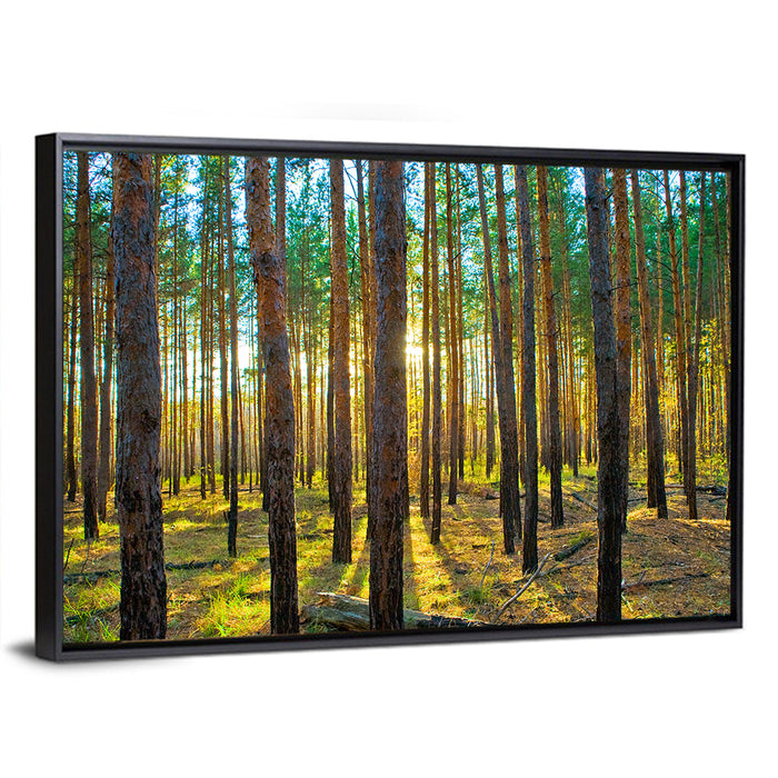 Scots Pine Forest Wall Art as a framed canvas