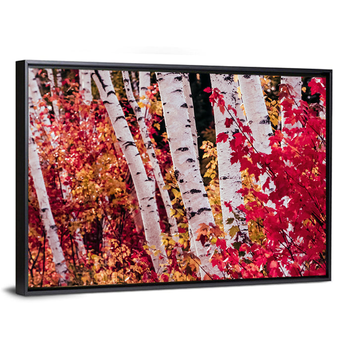 Autumn Birches with Crimson Maples Wall Art as a framed canvas