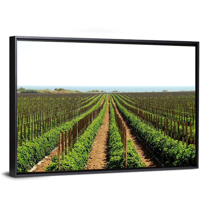 Tomato Fields Wall Art as a framed canvas