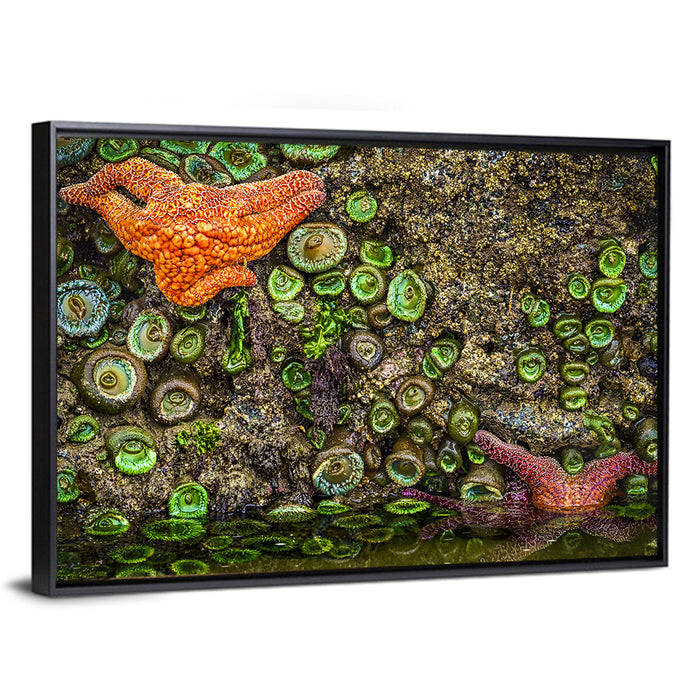 Orange Starfish Tide Pool Wall Art as a framed canvas