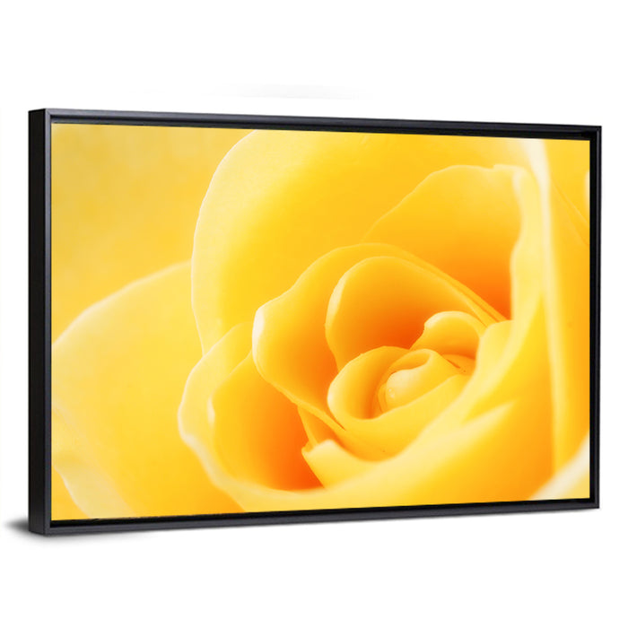 Soft-lit Yellow Rose Close-up Wall Art as a framed canvas