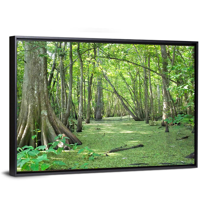 Summer Cypress Bayou, Louisiana Wall Art as a framed canvas
