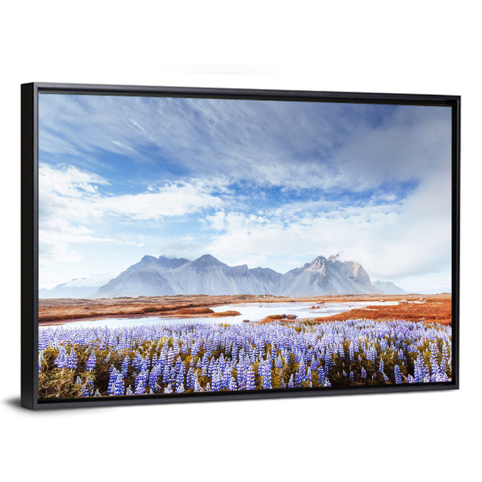 Lupine Fields at Vestrahorn Wall Art as a framed canvas