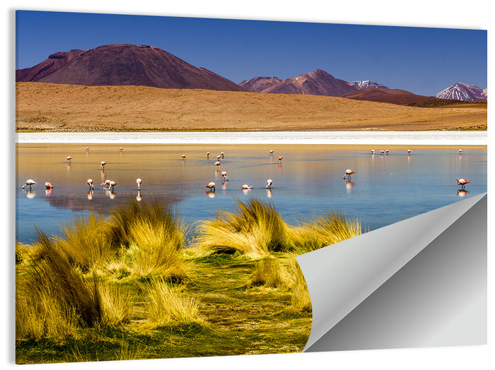 Flamingos on Salt Lake Wall Art as a poster print