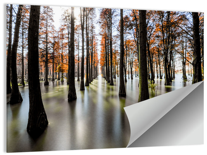 Autumn Flooded Cypress Forest Wall Art as a poster print