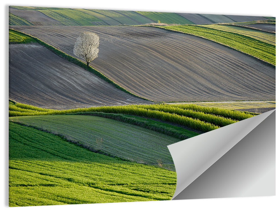 Wavy Polish Fields Wall Art