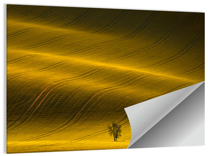 Golden Hour Rapeseed Field Wall Art as a poster print