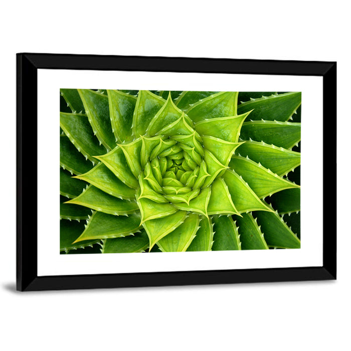 Spiral Aloe Succulent Wall Art as a framed print