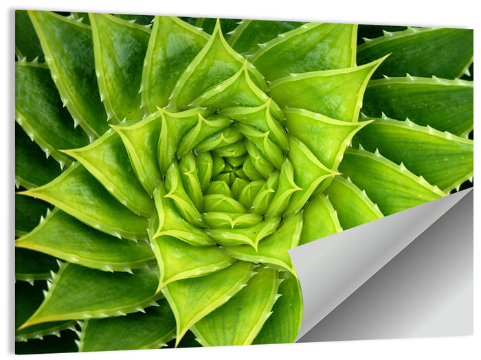 Spiral Aloe Succulent Wall Art as a poster print