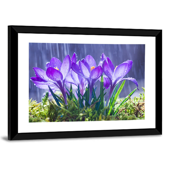 Rainy Purple Crocuses Wall Art as a framed print