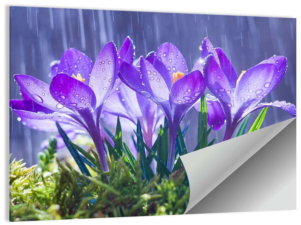 Blue Crocuses Wall Art