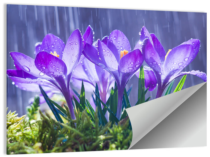 Rainy Purple Crocuses Wall Art as a poster print