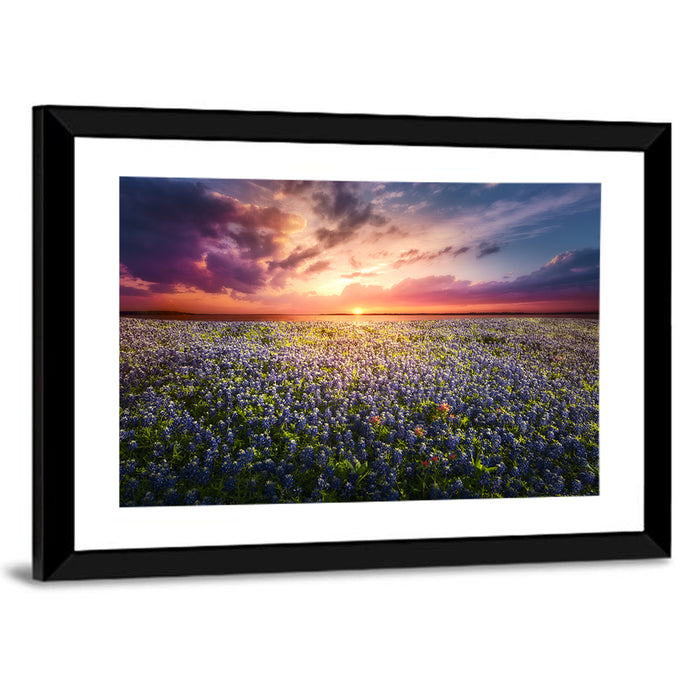 Texas Bluebonnet Sunset Wall Art as a framed print
