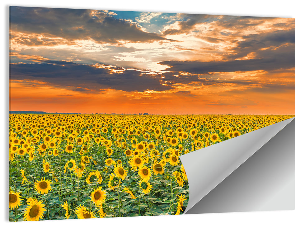 Sunflower Field Wall Art