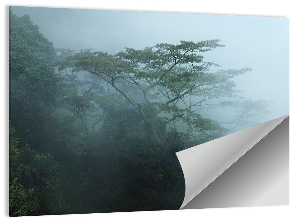 Foggy Rainforest Trees Wall Art