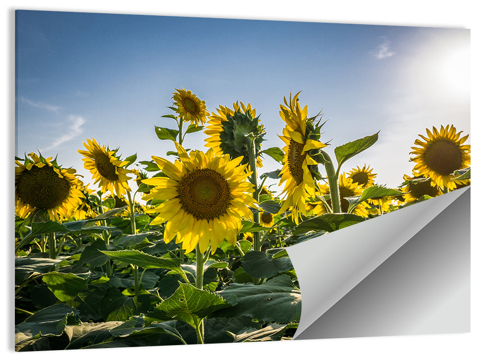 Fresh Sunflowers Field Wall Art