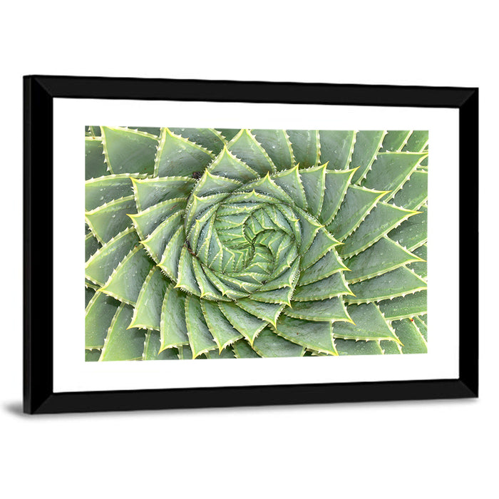 Spiral Aloe Close-up Wall Art as a framed print