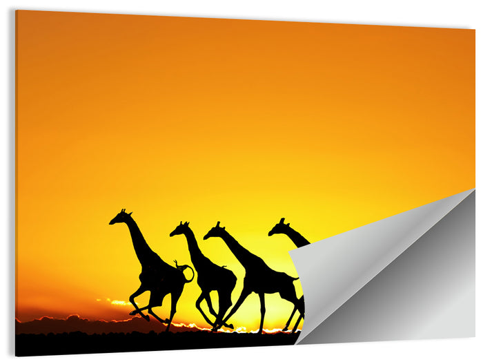 Savanna Giraffes at Sunset Wall Art as a poster print