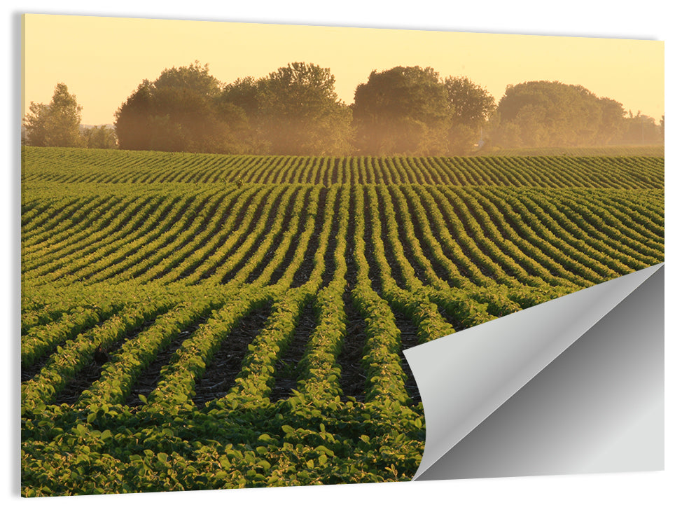 Misty Soybean Field Wall Art