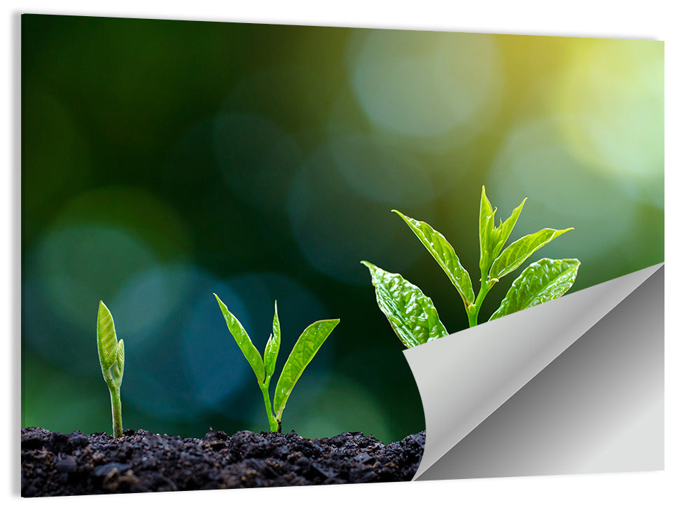 Plant Growing Phase Wall Art