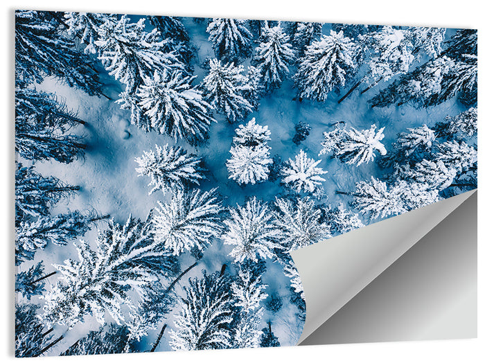 Aerial Snowy Evergreen Canopy Wall Art as a poster print