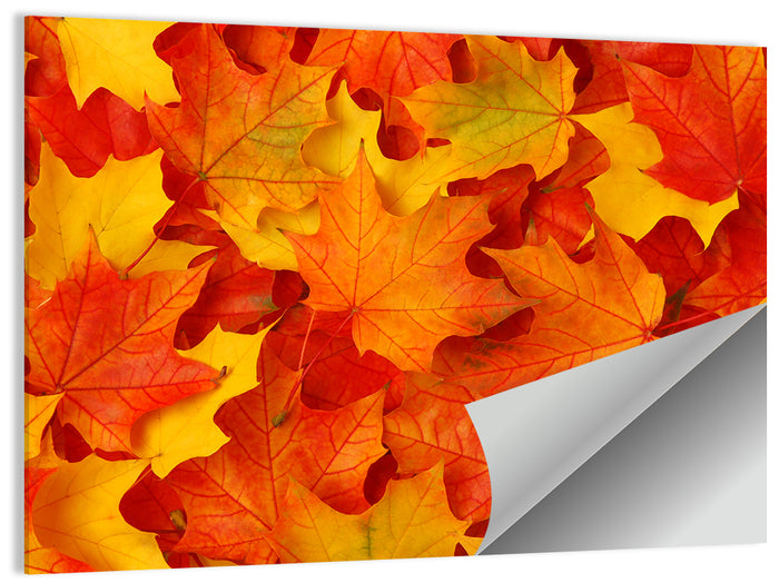 Autumn Maple Leaves Wall Art as a poster print