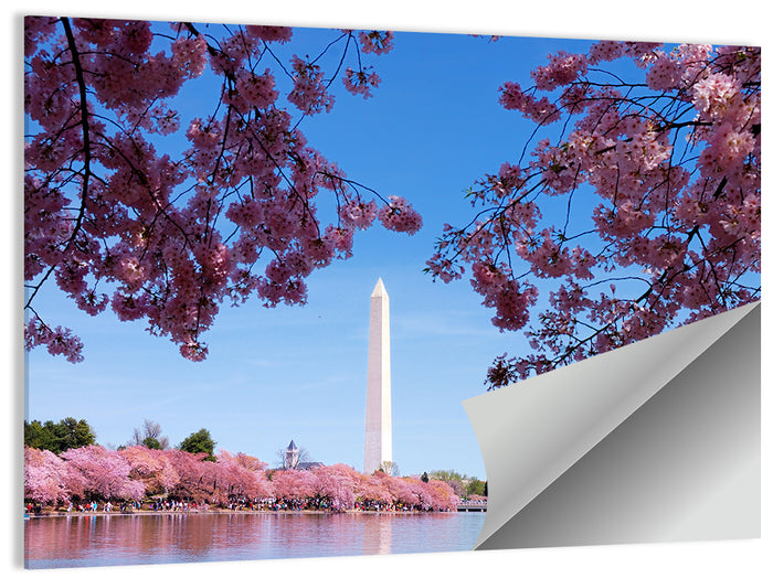 Washington Monument with Cherry Blossoms Wall Art as a poster print