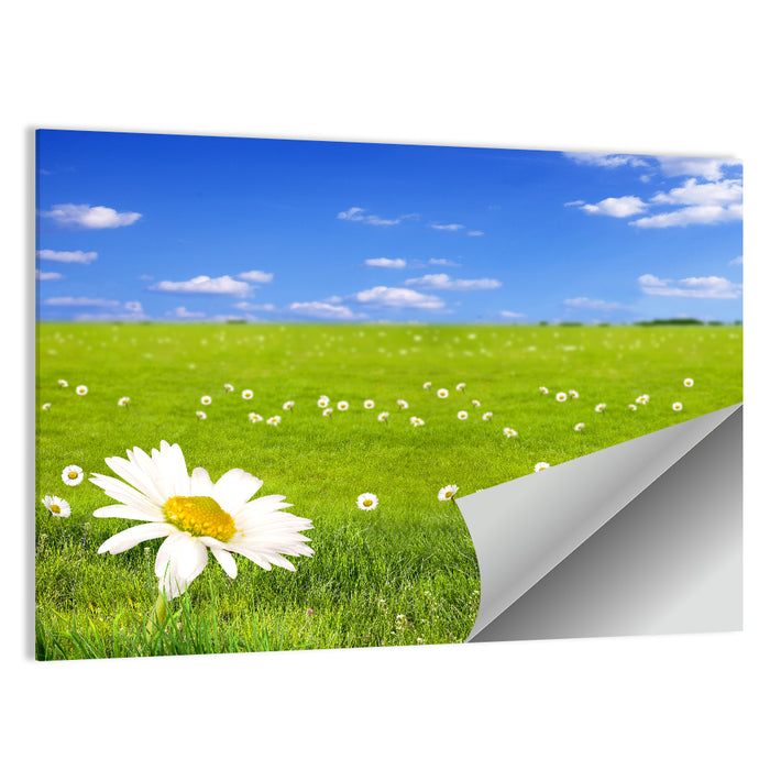 Spring Daisy Meadow Wall Art as a poster print