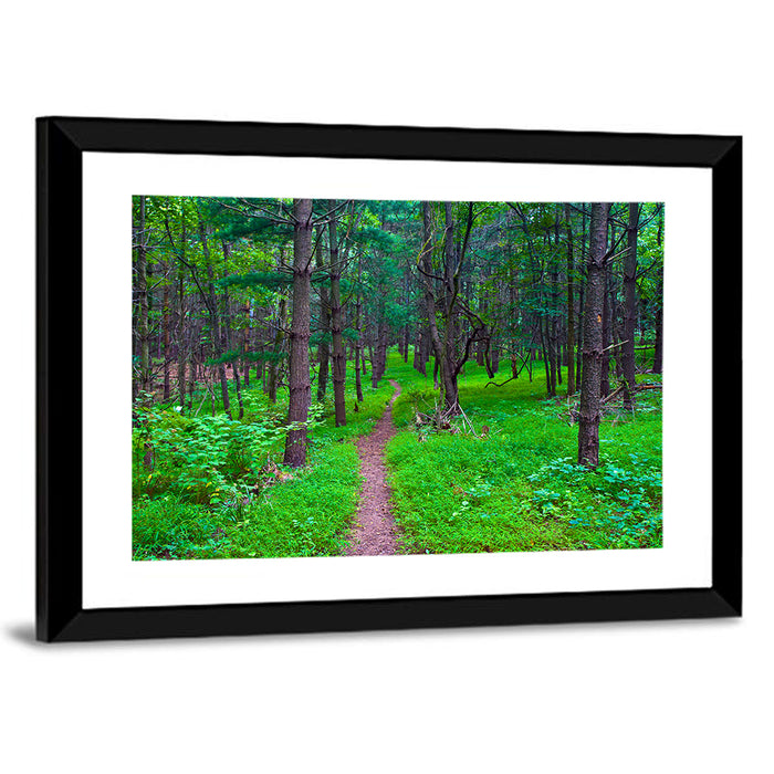Lush Virginia Forest Trail Wall Art as a framed print