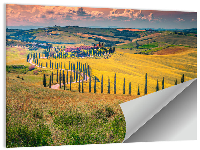 Val D'orcia Cypress Road Wall Art as a poster print