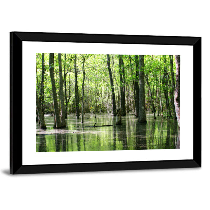 Sunlit Swamp Forest Wall Art as a framed print