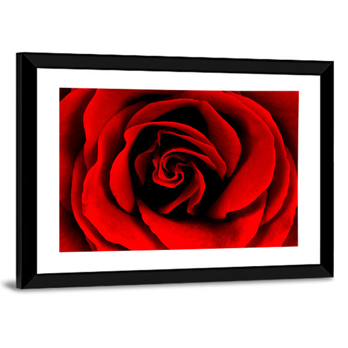 Velvety Red Rose Close-up Wall Art as a framed print