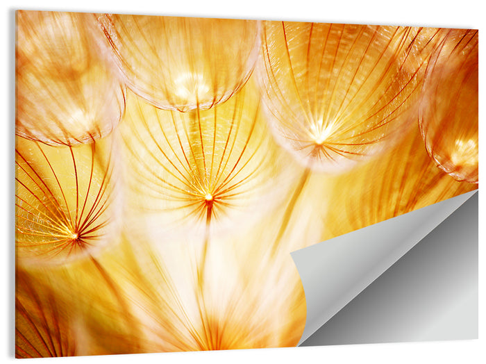 Golden Hour Dandelion Seed Macro Abstract Wall Art as a poster print